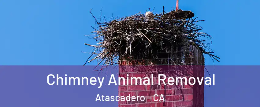 Chimney Animal Removal Atascadero - CA