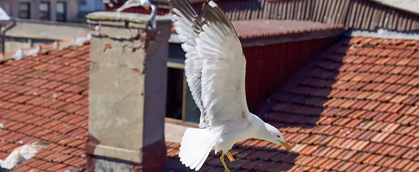 Residential Chimney Animal Removal Solution in Atascadero, CA