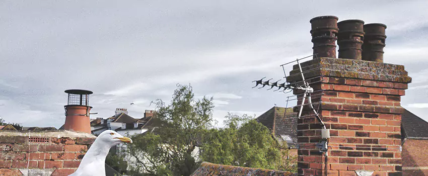 Chimney Cleaning And Restoration in Atascadero, California